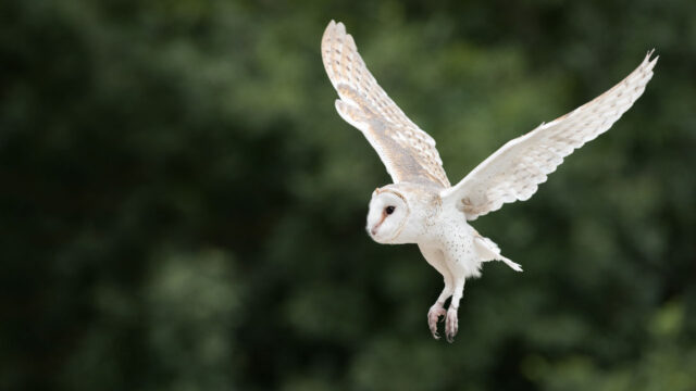 An owl with its wings spread mid-flight