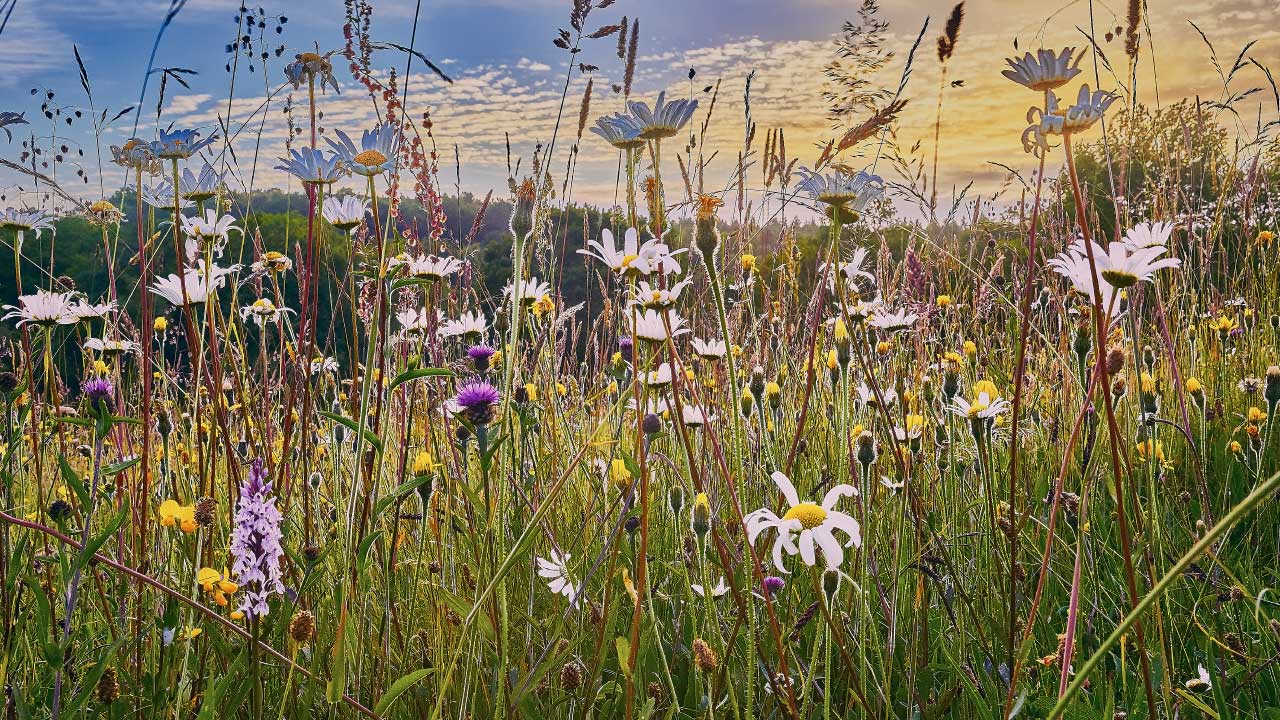 A field of wildflowers